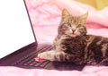 Beautiful gray tabby cat with a laptop with a heart. Funny pet. Pink background. Valentine`s Day and love. Selective focus Royalty Free Stock Photo