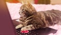 Beautiful gray tabby cat with a laptop with a heart. Funny pet. Pink background. Valentine`s Day and love. Selective focus Royalty Free Stock Photo