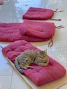 A beautiful gray tabby cat lies on soft burgundy pillows outside. Street cats. Love to the animals. Vertical photo