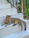 A beautiful gray tabby cat lies on the stairs of the house, resting. Beautiful street cat with stripes, pets like a tiger,