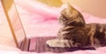 Beautiful gray tabby cat is lying with a laptop. Funny pet. Pink background. Selective focus Royalty Free Stock Photo