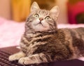 Beautiful gray tabby cat is lying with a laptop. Funny pet. Pink background. Selective focus Royalty Free Stock Photo