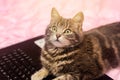 Beautiful gray tabby cat is lying with a laptop. Funny pet. Pink background. Selective focus. Focus on the nose Royalty Free Stock Photo