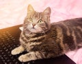 Beautiful gray tabby cat is lying with a laptop. Funny pet. Pink background. Selective soft focus Royalty Free Stock Photo