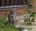 Beautiful gray cat in a collar with a leash sits in the garden on a flower bed Royalty Free Stock Photo