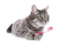 Beautiful gray tabby cat with toothbrush Royalty Free Stock Photo