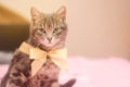 Beautiful gray tabby cat with a yellow bow-knot. Funny pet. Selective focus Royalty Free Stock Photo