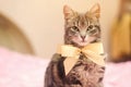 Beautiful gray tabby cat with a yellow bow-knot. Funny pet. Selective focus Royalty Free Stock Photo