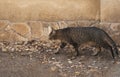 Beautiful gray tabbycat on its way to hunt, attentive cat walking near the wall outside the house