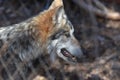 Beautiful Gray Timber Wolf In The Wild Royalty Free Stock Photo