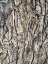 Beautiful gray tree bark is abstrack Art