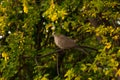 Beautiful gray turtledove standing on branch. Turtledove standing in the tree's edge.Bird