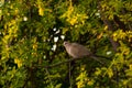 Beautiful gray turtledove standing on branch. Turtledove standing in the tree's edge.Bird Royalty Free Stock Photo