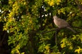 Beautiful gray turtledove standing on branch. Turtledove standing in the tree's edge.Bird Royalty Free Stock Photo