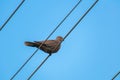 Beautiful gray turtledove standing on the wire from the pole.Bird