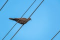 Beautiful gray turtledove standing on the wire from the pole.Bird Royalty Free Stock Photo