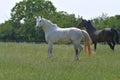 Two beautiful warmblood horses in a pasture Royalty Free Stock Photo