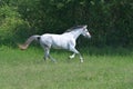 A gray horse galloping in a green meadow Royalty Free Stock Photo
