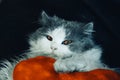 Beautiful gray  and white cat.  Kitten sleeping on the red heart shaped pillow Royalty Free Stock Photo