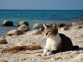 A beautiful gray and white cat lies on a sandy beach on the seashore on a summer sunny day. Holiday concept with animals. Royalty Free Stock Photo