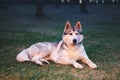 A beautiful gray-white Siberian husky lies in the evening in the light of a fire on the green grass, pets are camping