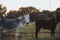 A beautiful grayish donkey on a green pasture Royalty Free Stock Photo