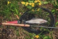 Beautiful grayling caught while fly fishing