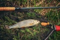 Beautiful grayling caught while fly fishing