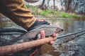 Beautiful grayling caught while fly fishing