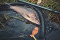 Beautiful grayling caught while fly fishing