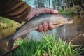 Beautiful grayling caught while fly fishing