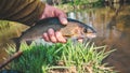 Beautiful grayling caught while fly fishing