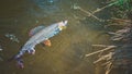 Beautiful grayling caught while fly fishing