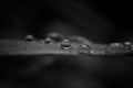 Beautiful grayscale closeup shot of water droplets on a leaf