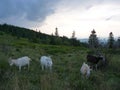 Beautiful grazing flock of goats in a meadow in the mountains