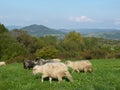 Beautiful grazing flock of sheep at sunset Royalty Free Stock Photo