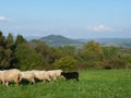 Beautiful grazing flock of sheep at sunset