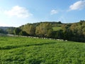 Beautiful grazing flock of sheep at sunset Royalty Free Stock Photo