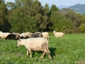 Beautiful grazing flock of sheep at sunset Royalty Free Stock Photo