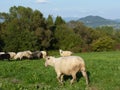 Beautiful grazing flock of sheep at sunset