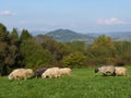 Beautiful grazing flock of sheep at sunset Royalty Free Stock Photo