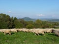 Beautiful grazing flock of sheep at sunset Royalty Free Stock Photo