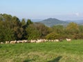 Beautiful grazing flock of sheep at sunset Royalty Free Stock Photo