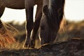 Beautiful grazing horse in the dunes