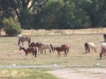 Beautiful Grazing Horses on the Ranch View