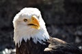 The great Bald eagle