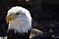 The great Bald eagle