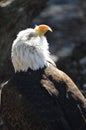 The great Bald eagle