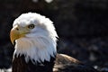 The great Bald eagle