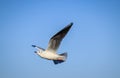 Beautiful great black-backed gull flying with spread-out wings with a blue background Royalty Free Stock Photo